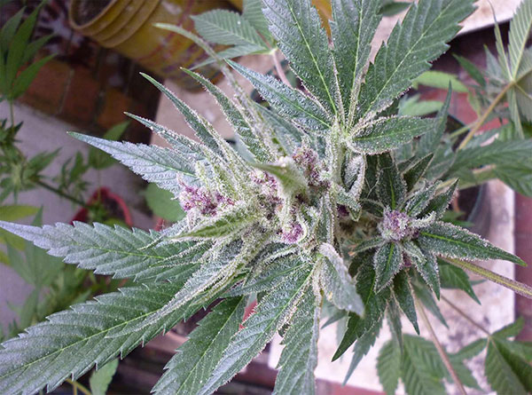 charlotte tangie Marijuana Pics