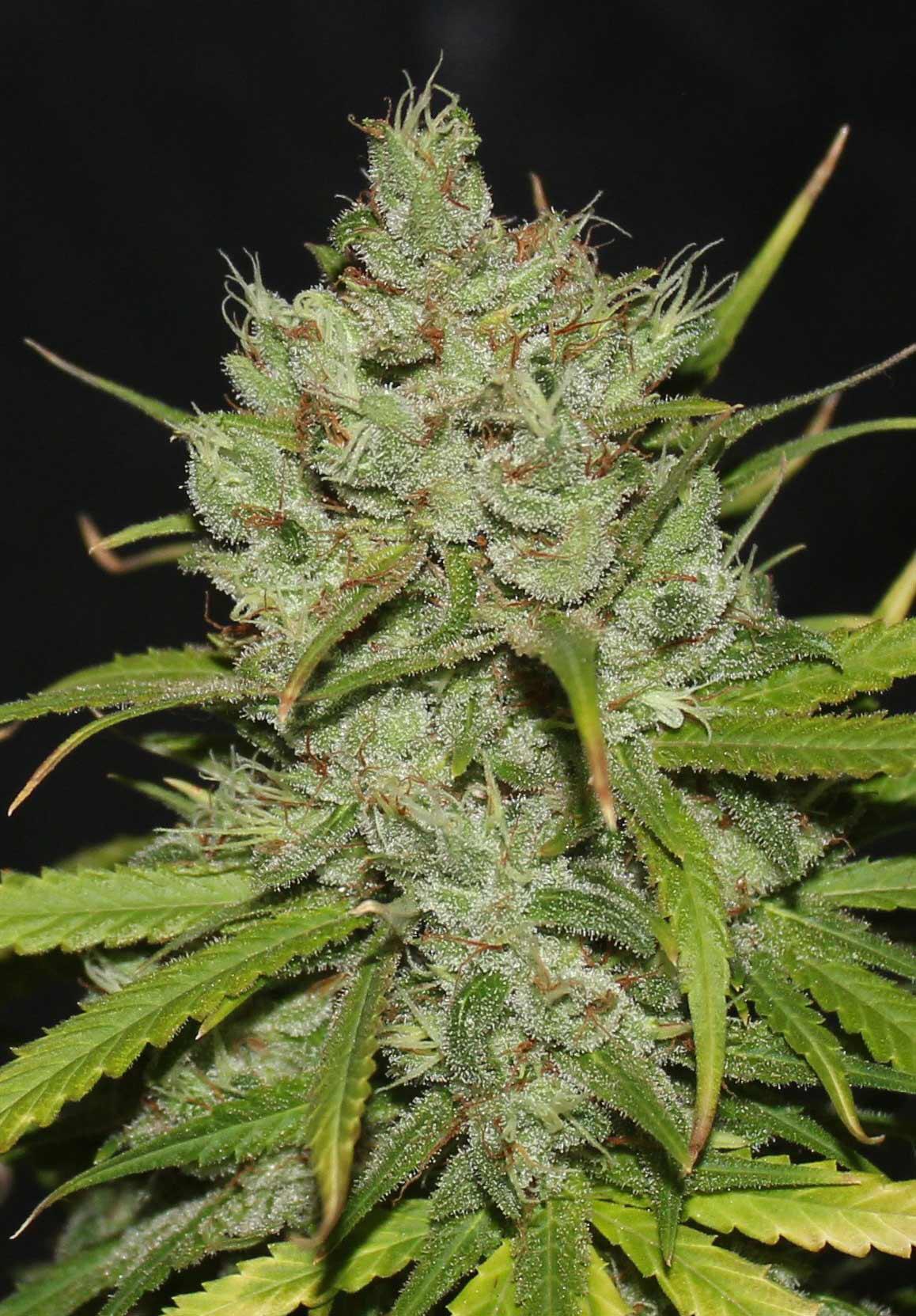 cinderella 99 cannabis pics