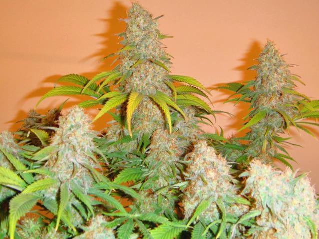 cinderella 99 cannabis pics