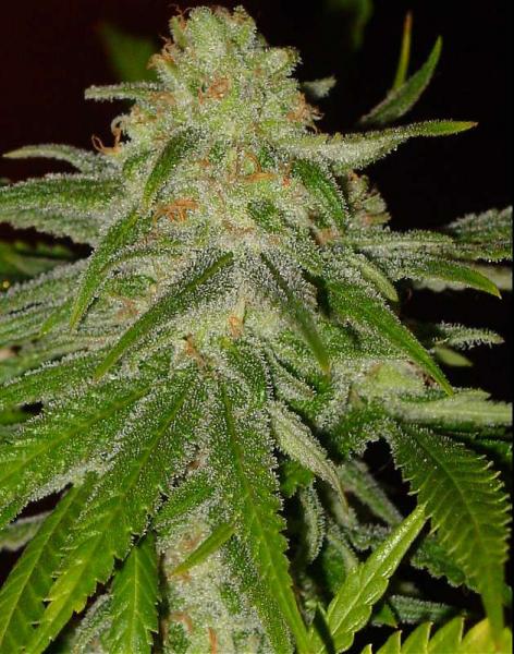 cinderella 99 cannabis pics