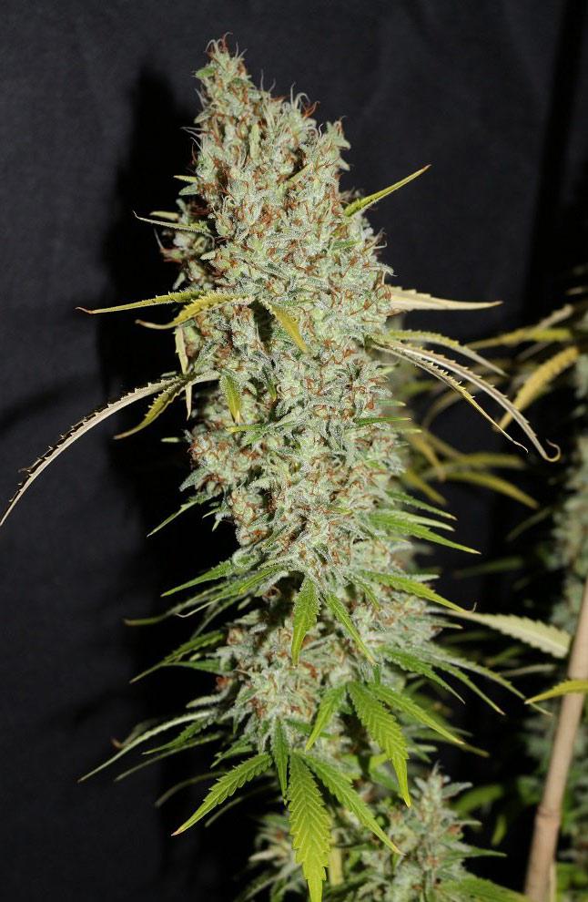 g13 autoflower cannabis pics