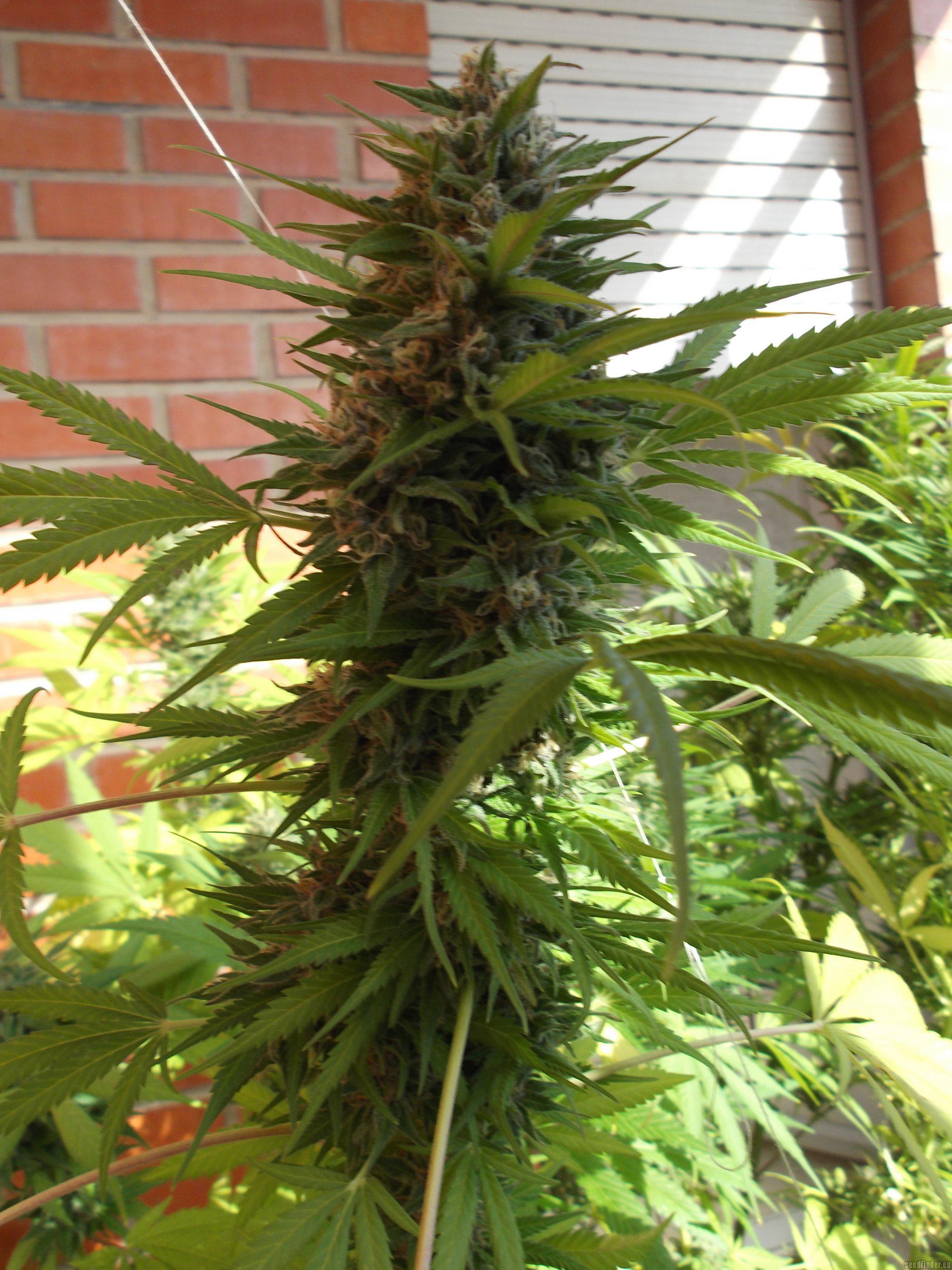 girl scout cookies cannabis pics
