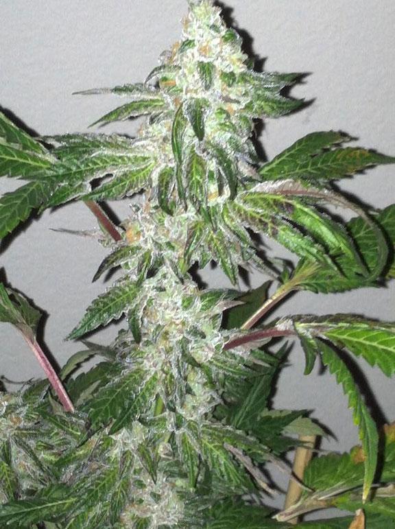 girl scout cookies cannabis pics