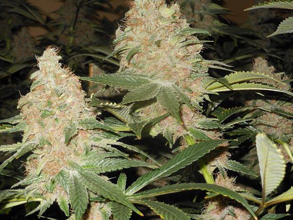 granddaddy purple cannabis pics