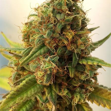 harlequin cannabis pics