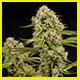 hindu kush strain Pic gallery