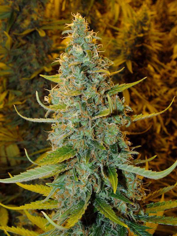 juicy fruit cannabis pics