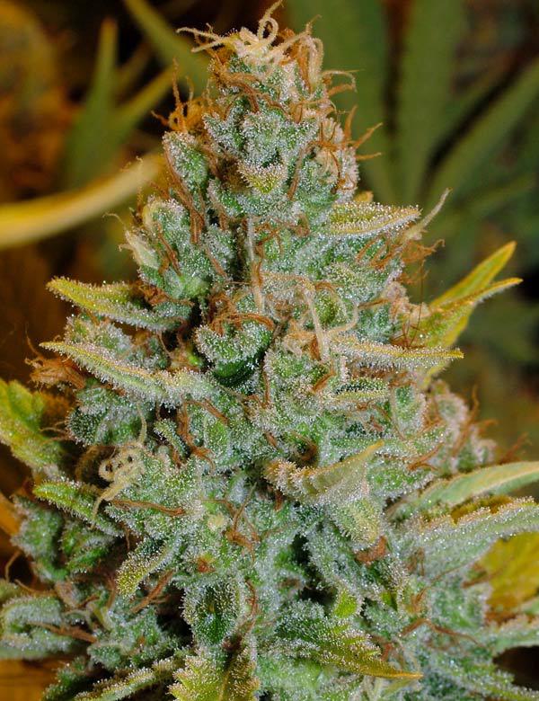 juicy fruit cannabis pics