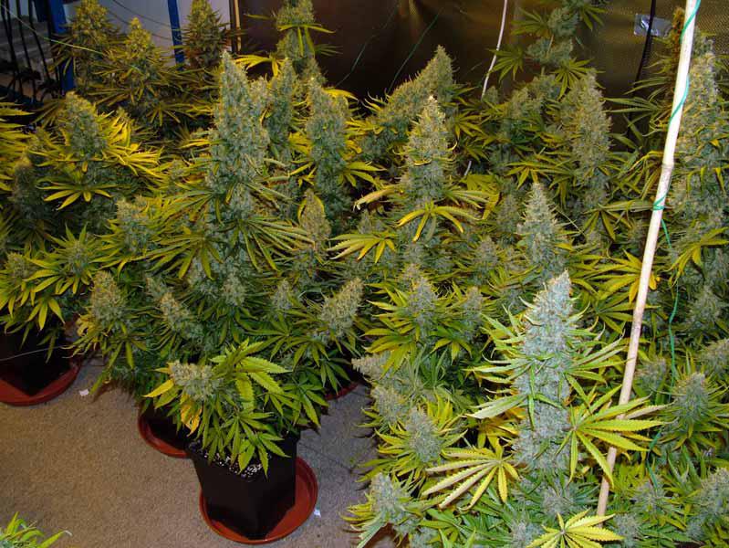 juicy fruit cannabis pics