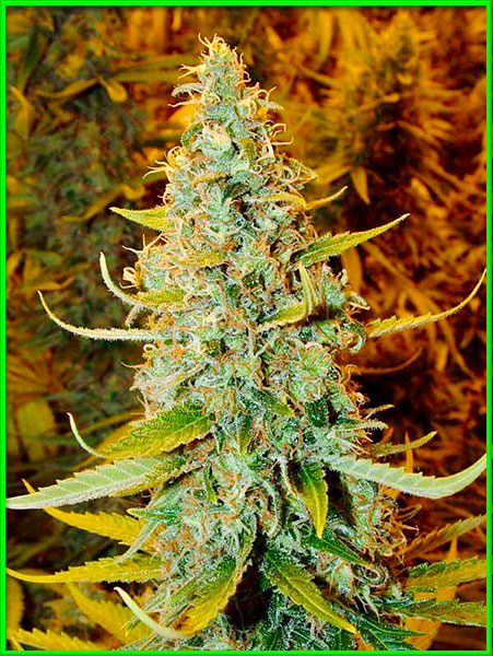 juicy fruit cannabis pics