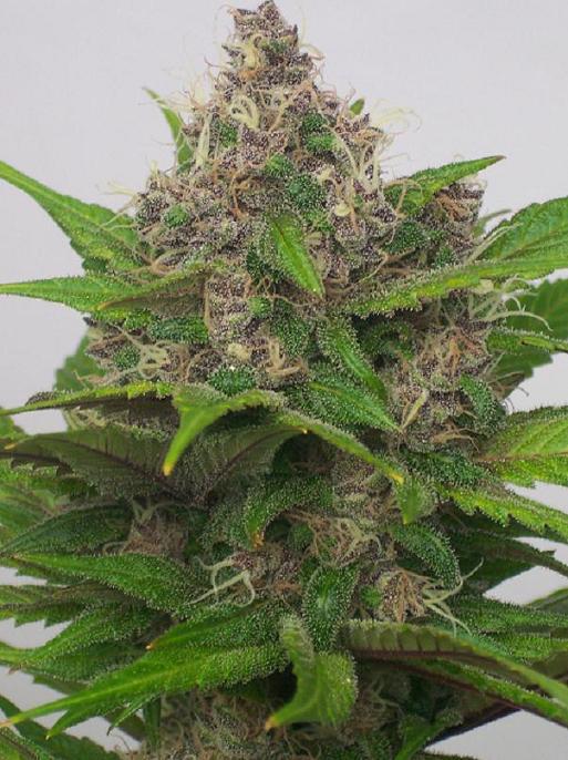 juicy fruit cannabis pics