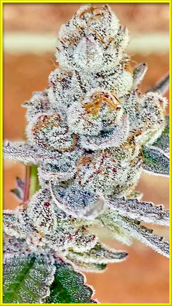 jungle breath cannabis pics