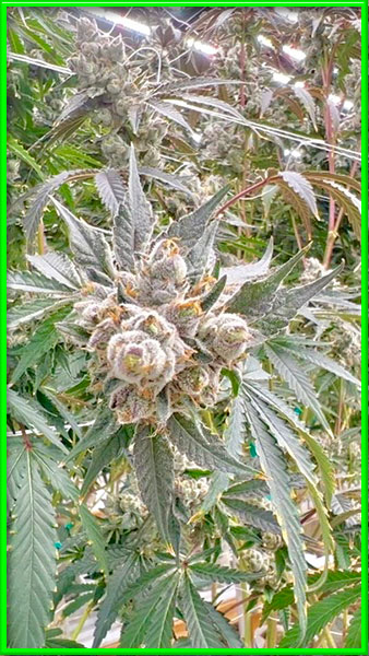 jungle wreck cannabis pics