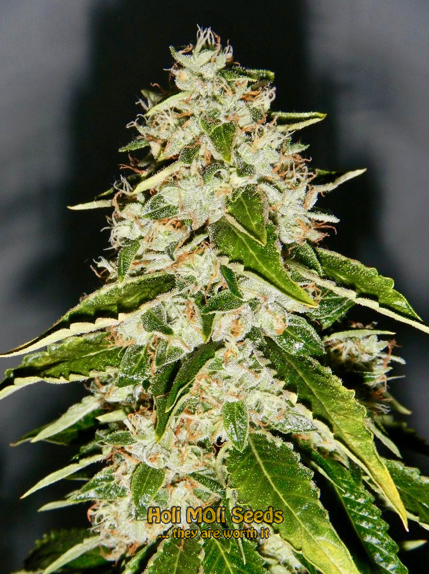 kosher kush cannabis pics