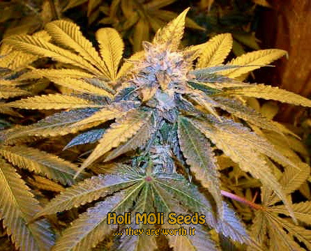 la confidential cannabis pics