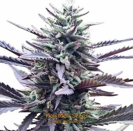 la confidential cannabis pics