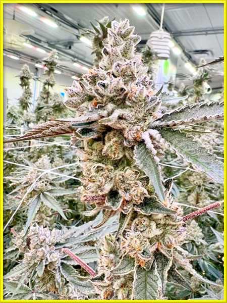 la confidential cannabis pics