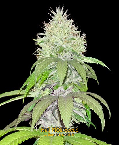 lambs breath cannabis pics