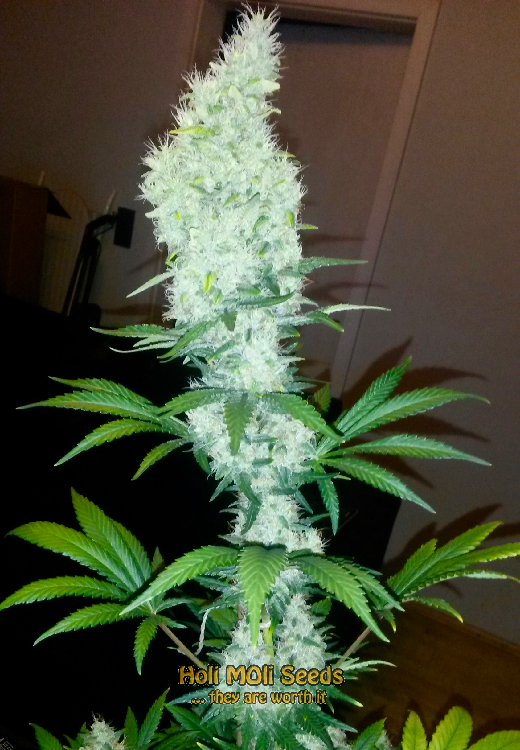 lambs breath cannabis pics