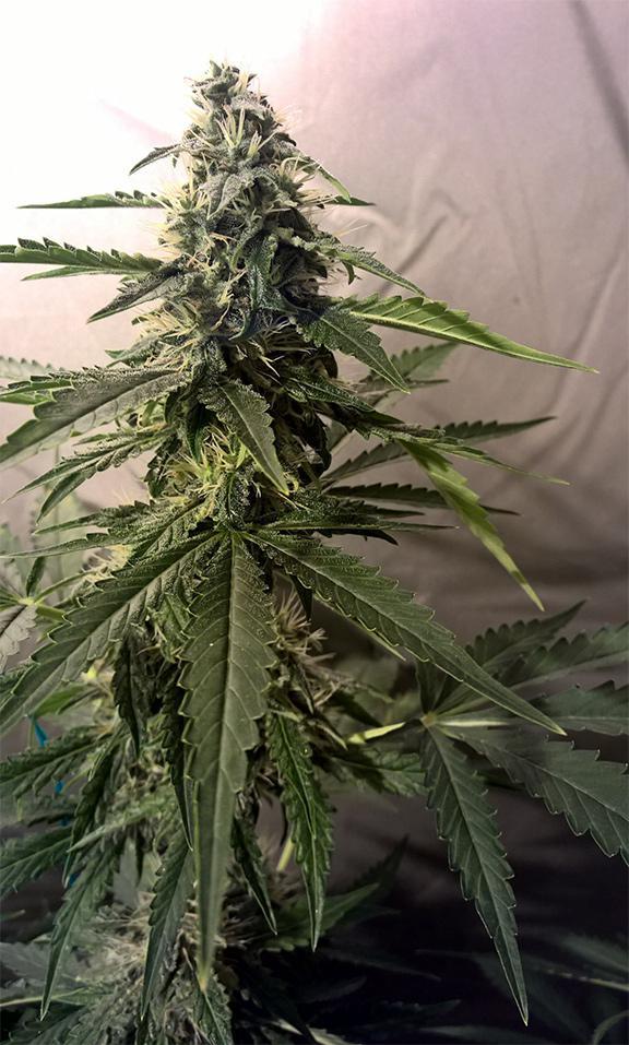 lemon kush cannabis pics