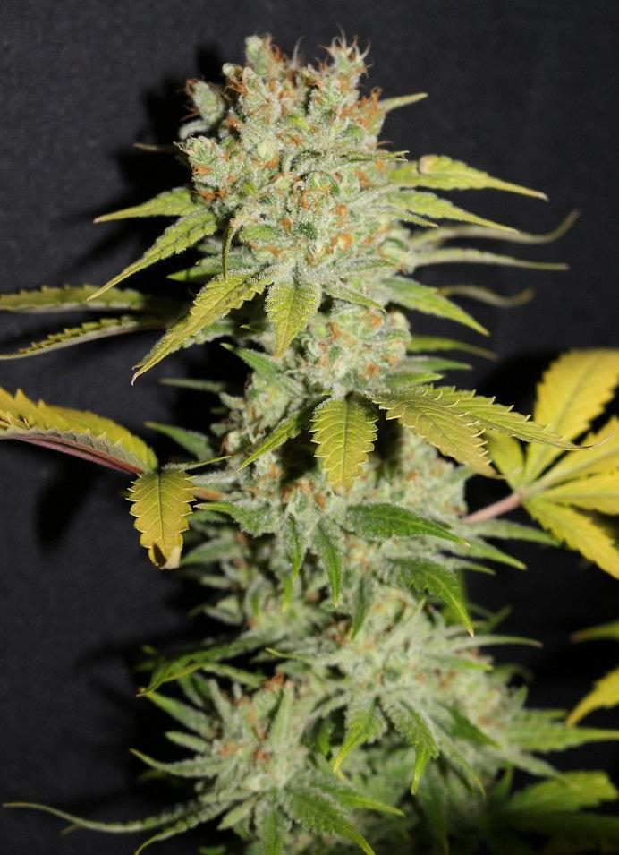 lemon kush cannabis pics