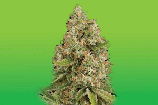 lemon og autoflower cannabis pics