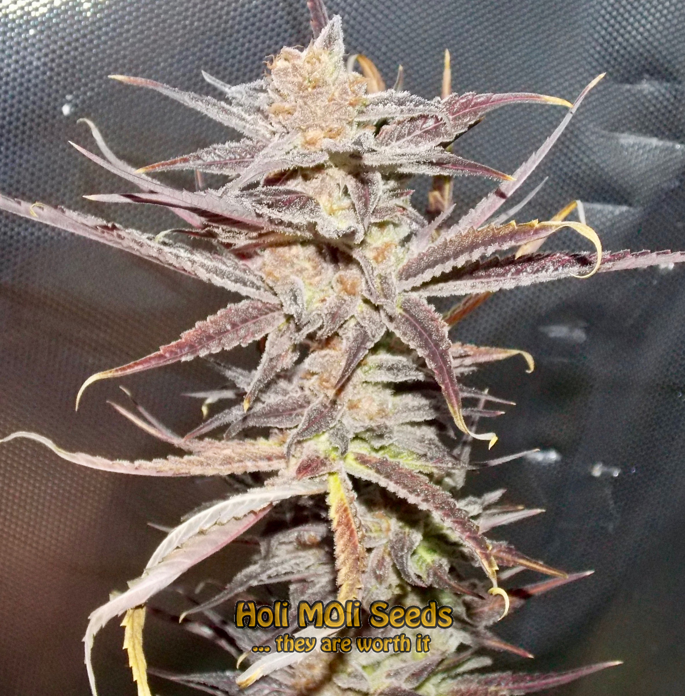 maracuya cannabis pics