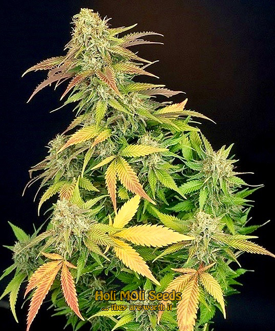 master kush cannabis pics