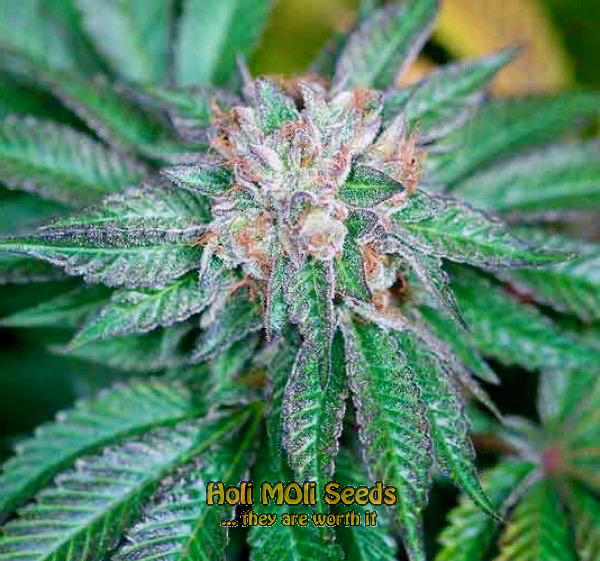 master kush cannabis pics