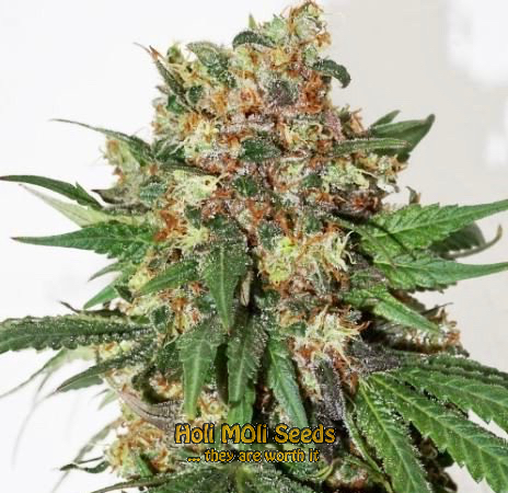 master kush cannabis pics