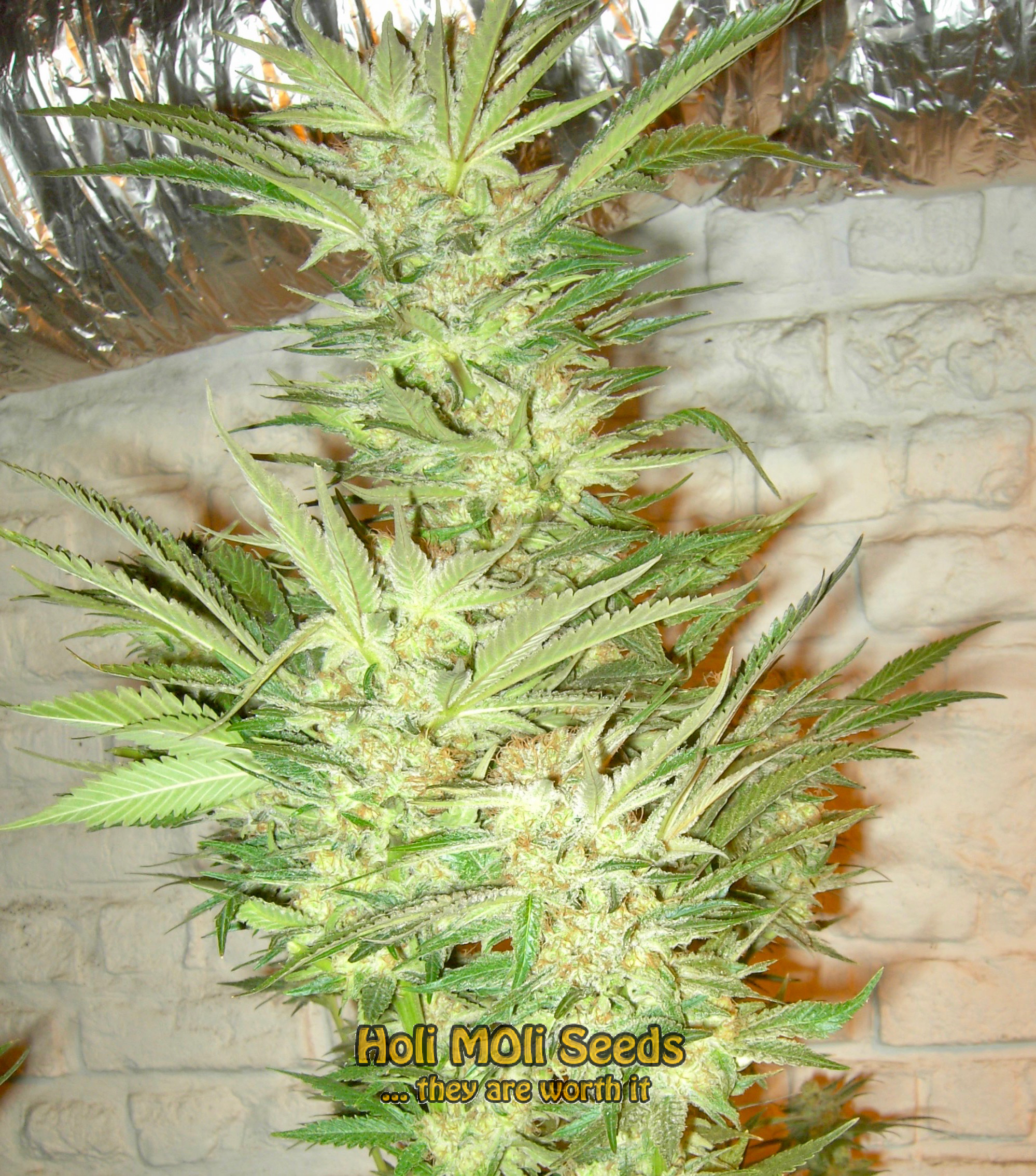 master kush cannabis pics