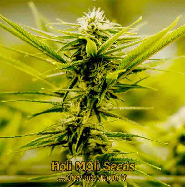 mint chocolate chip cannabis pics