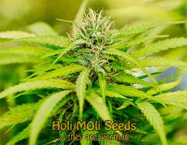 mint chocolate chip cannabis pics