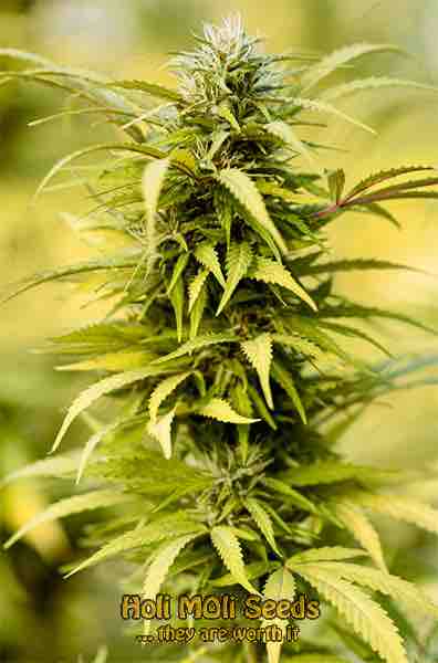 mint chocolate chip cannabis pics