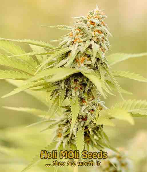 mint chocolate chip cannabis pics