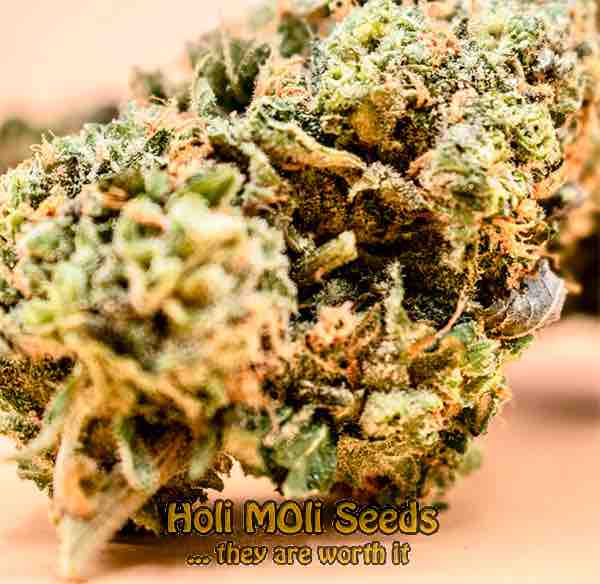 mint chocolate chip cannabis pics
