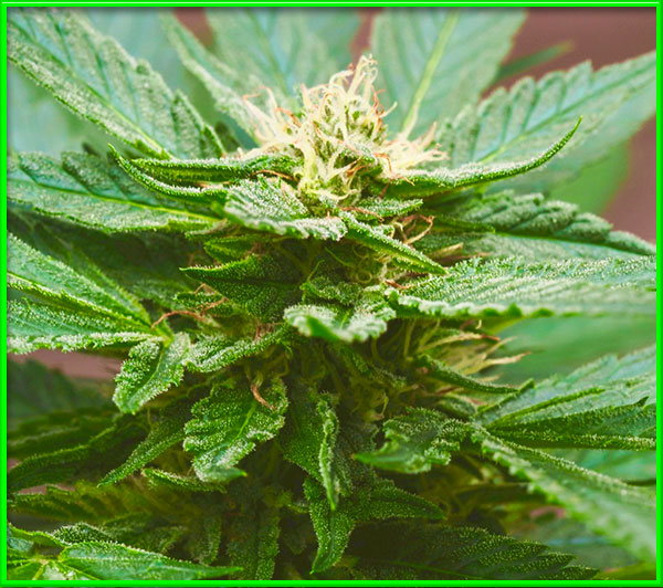 mint chocolate chip cannabis pics