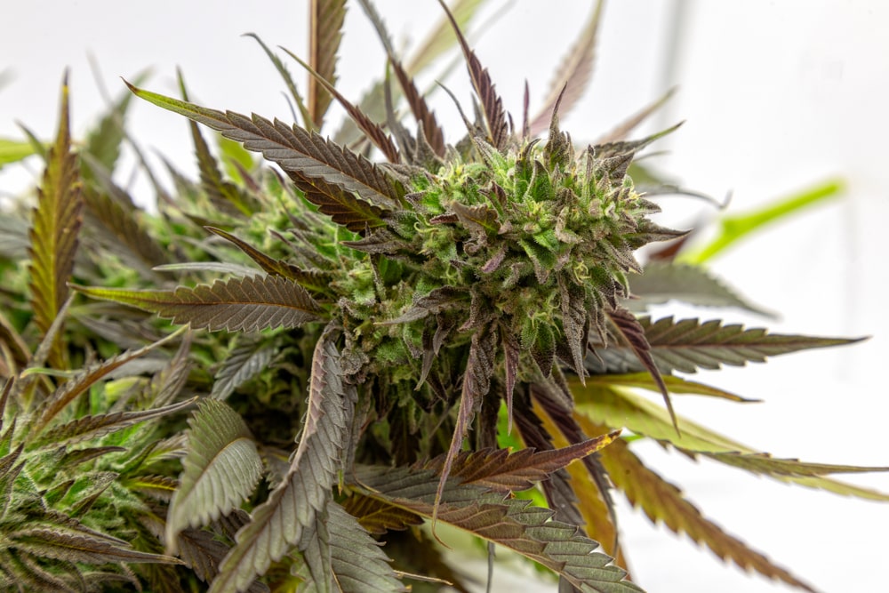 og kush breath cannabis pics