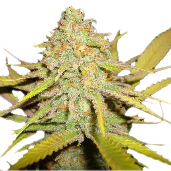 og kush breath cannabis pics