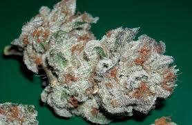 og kush breath cannabis pics