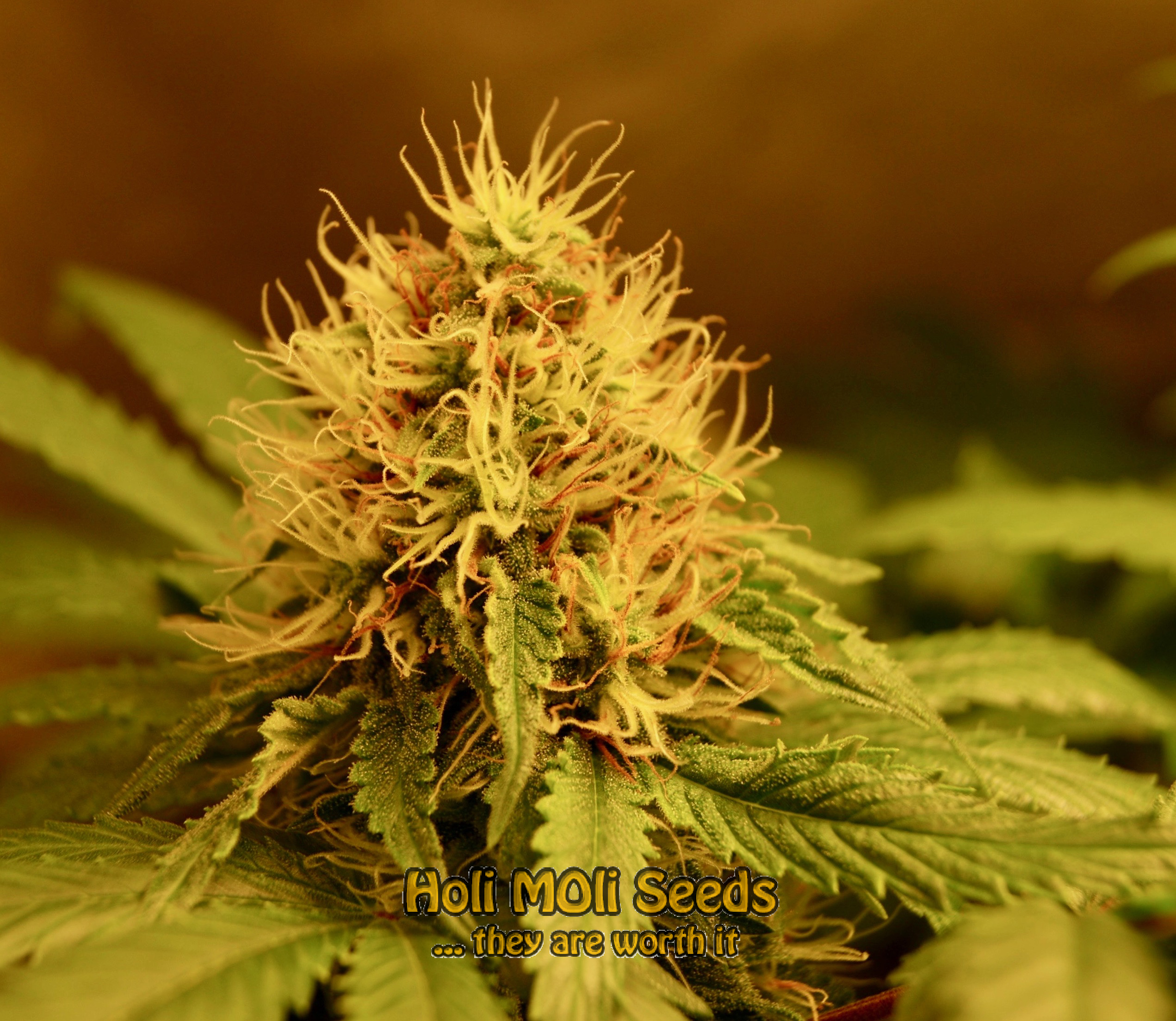 orange cookies cannabis pics