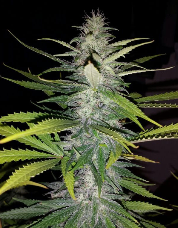 pineapple autoflower cannabis pics