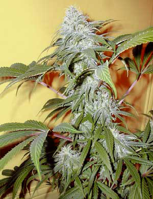 pineapple autoflower cannabis pics
