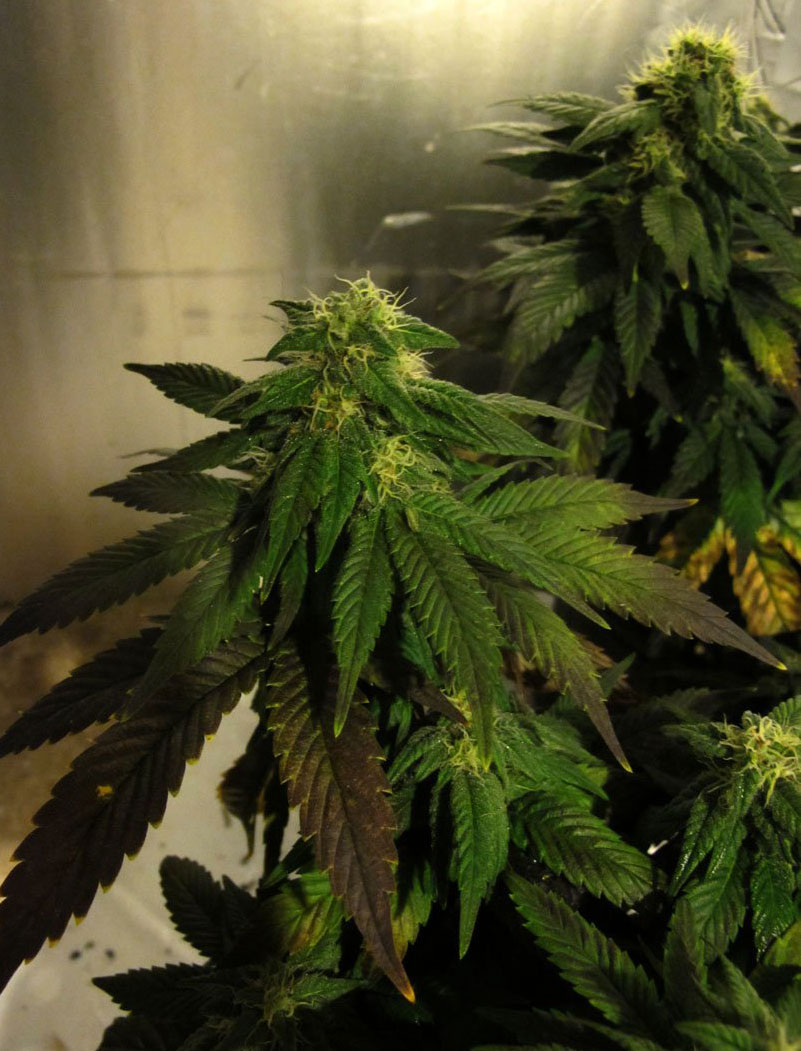 pineapple autoflower cannabis pics