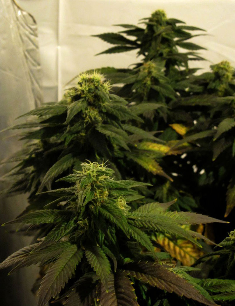 pineapple autoflower cannabis pics