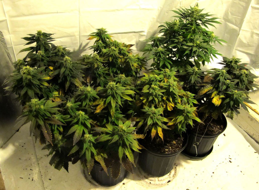 pineapple autoflower cannabis pics