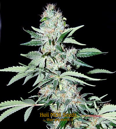 purple bubba kush cannabis pics