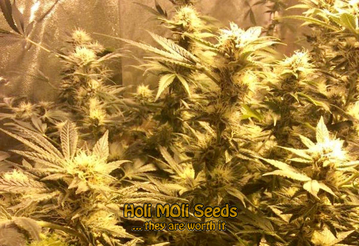 purple bubba kush cannabis pics