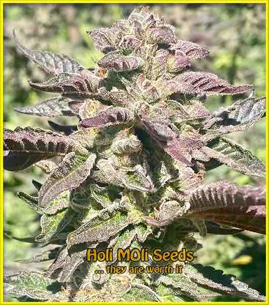 purple bubba kush cannabis pics
