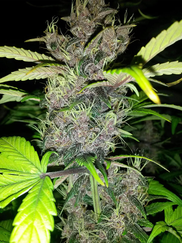 purple kush autoflower cannabis pics